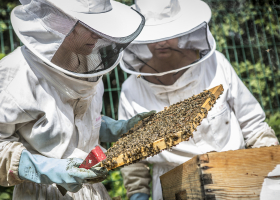 Observation des parasites acariens "Varroa destructor" présents sur les abeilles émergées d'un cadre mobile d’une ruche expérimentale.
