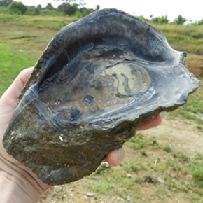 Huître fossile datée d’environ 125 000 ans, découverte près de la rampe de lancement d’Ariane 6, à Kourou, Guyane, au cours de la campagne de terrain de 2019.