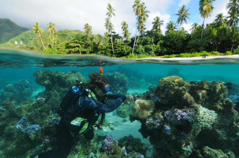 Un plongeur scientifique prélève un tentacule sur des anémones blanchies par l’élévation de la température de l’océan à Moorea, en Polynésie.