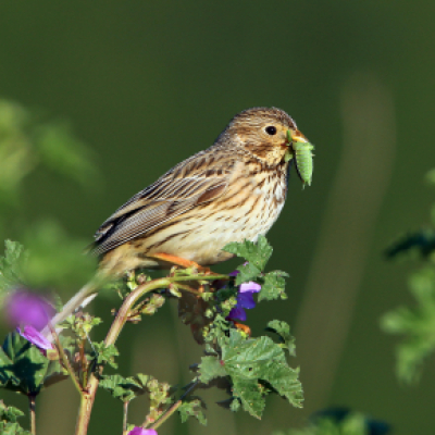 Bruant proyer (Emberiza calandra), aussi appelé proyer d'Europe. 