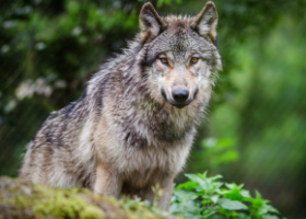 Loup gris de face en forêt