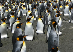 groupe de manchots royaux