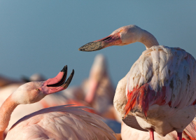 Flamants roses