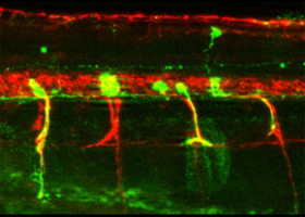 réseau neuronal