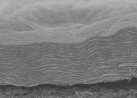 membrane vue au microscope