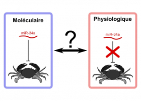 schéma expliquant la différence entre l'effet moléculaire et l'effet physiologique d'un certain microARN