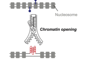 Illustration montrant le fonctionnement de G-quadruplexes