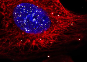 Cellule avec protéines en fluorescence