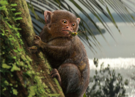 illustration imaginée d'un singe préhistorique américain