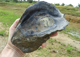 Huître fossile datée d’environ 125 000 ans, découverte près de la rampe de lancement d’Ariane 6, à Kourou, Guyane