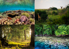 Panel d’écosystèmes considérés comme vulnérables : récifs coralliens, savane, forêt tempérée, mangroves.