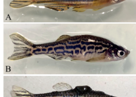 Phénotype du poisson zèbre sain et tumoral