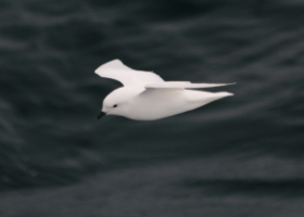 Pétrel des neiges