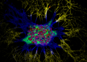 Réseau de neurones de souris