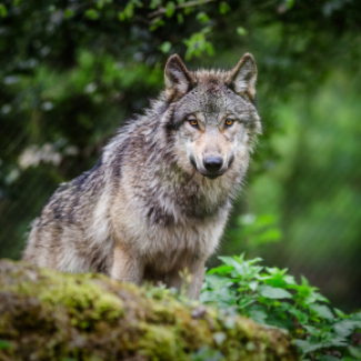 Loup gris de face dans une forêt