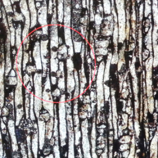 Observation au microscope d’une section longitudinale de bois fossile du Dévonien contenant des thylles