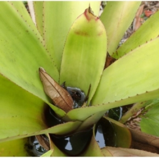 plante tropicale