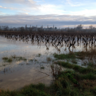 Vigne inondée par une crue dans la plaine du Languedoc