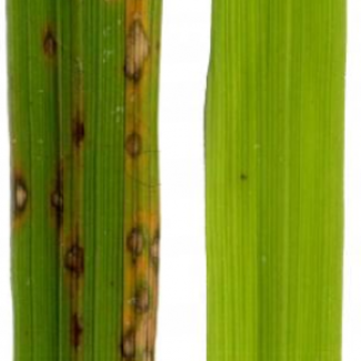 végétal malade et végétal sain