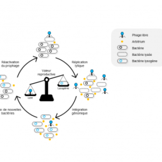Représentation graphique indiquant comment le choix entre un cycle lytique et un cycle lysogénique fluctue avec la concentration d’arbitrium.