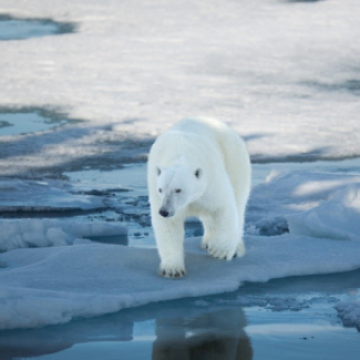 Ours polaire sur la banquise en fonte, Archipel du Svalbard, Mer de Barents © Jon Aars