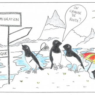dessin manchots envisageant d'autres voies de migration