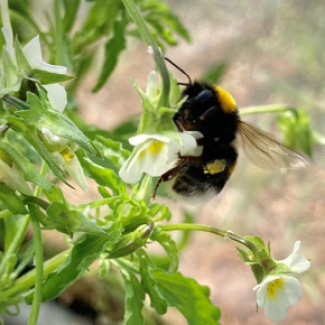 Bourdon sur une fleur de pensée des champs lors d’une expérience réalisée dans cette étude. © Samson Acoca-Pidolle