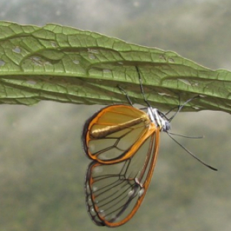 Papillon Hypomenitis enigma