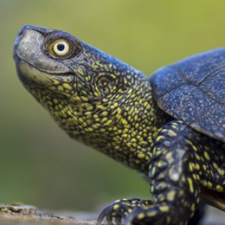 Cistude d’Europe (Emys orbicularis), l’un des espèces de reptiles considérées dans l’étude de Reinke et collaborateurs et présentant un taux de vieillissement négligeable. 