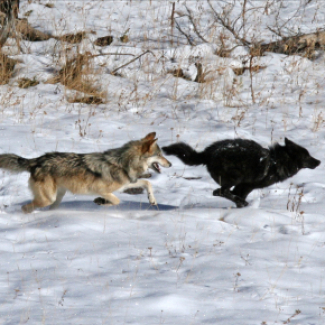 Loup gris et loup noir dans le par Yellowstone - crédits Daniel Stahler/NPS