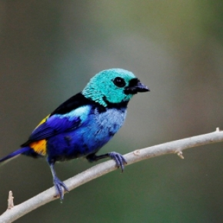 Calliste superbe, Tangara fastuosa, espèce menacée d’extinction