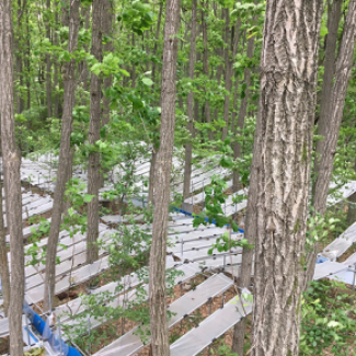 Dispositif expérimental « placettes d’exclusion de pluie » dans une forêt de chênes à Baotianman, province de Henan, (Chine 33°31’N)