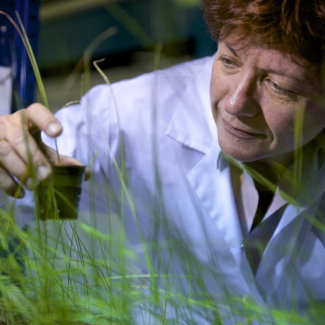 Claude Grison en 2014 devant des plantes hyperaccumulatrices