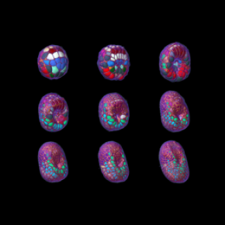 Embryon d'ascidie (P. Mammillata) en cours de développement dans lequel chaque cellule a été identifiée et reconstruite informatiquement.