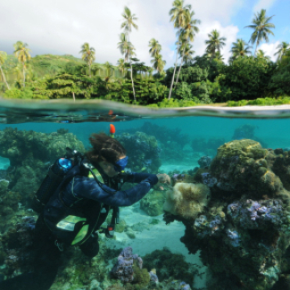 Plongeur scientifique au chevet des coraux