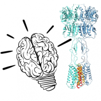 Illustration montrant un cerveau et un acide aminé glutamate