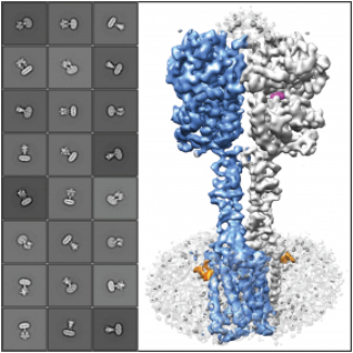 Structure 3D du neurorécepteur métabotropique du glutamate humain de sous type 5, mGlu5, obtenue en cryo-microsocpie électronique.