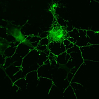 Neurones