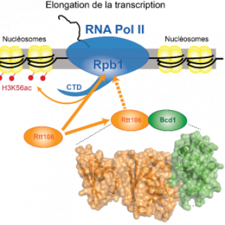 Modèle proposé pour le contrôle de l’activité de la protéine impliquée dans l’architecture de la chromatine