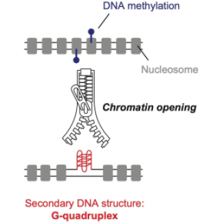 illustration montrant le fonctionnement de G-quadruplexe