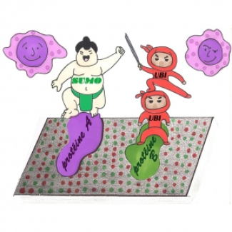 Illustration biomarqueurs SUMO et Ubiquitine