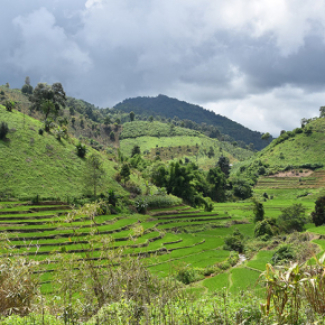 Riziculture à Chiangrai, Thaïlande