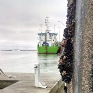 Moules accrochées sur une structure de Port Croisic