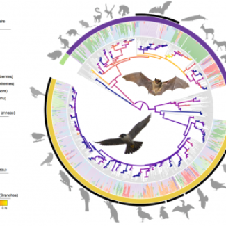 Arbre phylogénétique des 892 espèces de vertébrés pour lesquelles le microbiome intestinal a été caractérisé