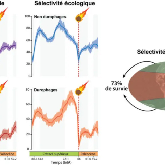 graphes montrant courbe de mortalité des requins et raies et la répartition spatiale de cette mortalité lors de l'extinction de masse il y a 66 millions d'années