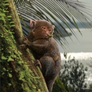 illustration imaginée d'un singe préhistorique américain