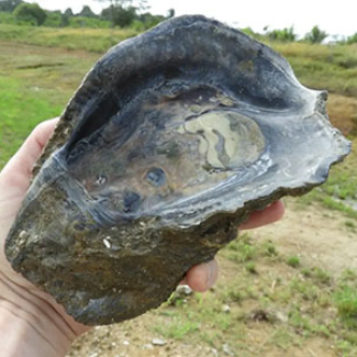 Huître fossile datée d’environ 125 000 ans, découverte près de la rampe de lancement d’Ariane 6, à Kourou, Guyane, au cours de la campagne de terrain de 2019.