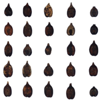 Présentation de pépins de raisin (Vitis vinifera) gorgés d’eau provenant de l’occupation du Bronze moyen de Pertosa-Auletta et datés par le radiocarbone de 1450-1200 avant notre ère.