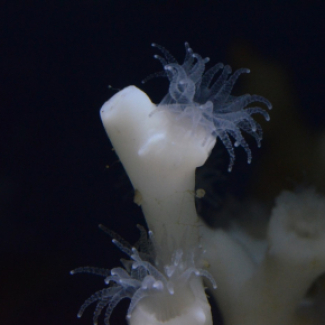 corail profond en Méditerranée