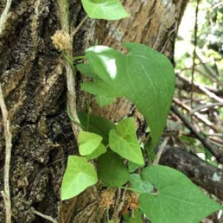 Un lierre sur un tronc d'arbre